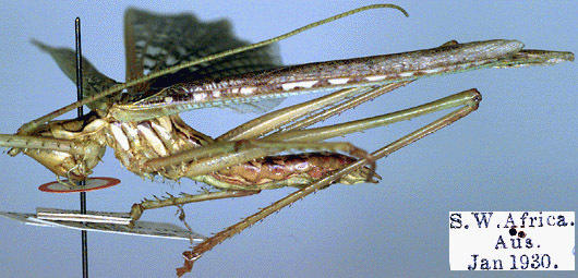 CollectionObject 1517095; 6273479f-ea09-4a99-8fef-c8e508426aeb: male, lateral view (holotype of Leptoclonia turneri). (CollectionObject).