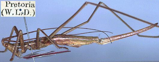 CollectionObject 1517101; 85dd4ce7-9280-4102-b40e-7f2d1b8ad03f: female, lateral view (syntype or holotype). (CollectionObject).