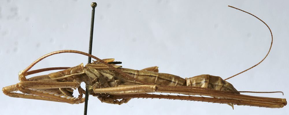 CollectionObject 1539757; f1d71f7c-7406-42a6-a71e-d36df12d6e8e: male habitus, lateral view (holotype). (CollectionObject).