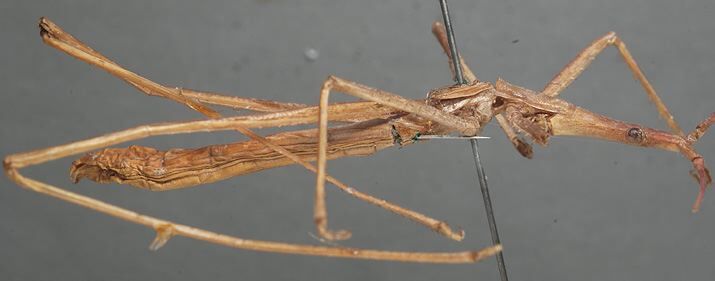 CollectionObject 1505801; 3beeb0af-30b2-41bf-9234-4cafd13c387d: male, lateral view (lectotype). (CollectionObject).