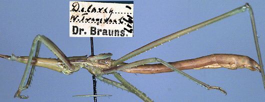 CollectionObject 1545274; b616818b-9ae4-4724-b78b-8d4fb1a88287: male, lateral view (paratype). (CollectionObject).