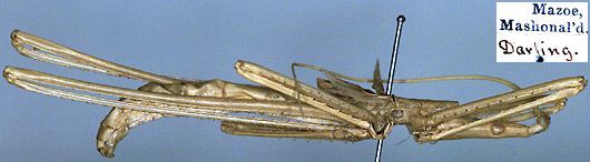 Peringueyella macrocephala (Schaum, 1853): male, lateral view (allotype). (Otu).