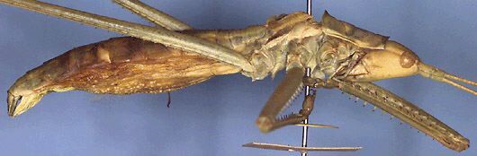 Saga campbelli Uvarov, 1921: male, lateral view (paratype). (Otu).