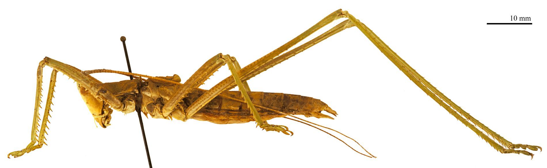 CollectionObject 1538021; 0c2a01ad-0a04-453a-b5dc-699f80135b46: male, lateral view (holotype). (CollectionObject).