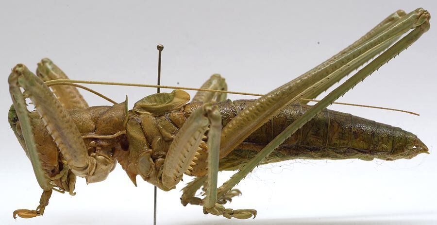 Saga hellenica Kaltenbach, 1967: male, lateral view (paratype). (Otu).
