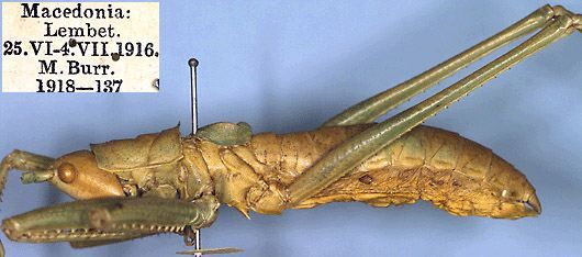 Saga rammei Kaltenbach, 1965: male, lateral view (paratype). (Otu).