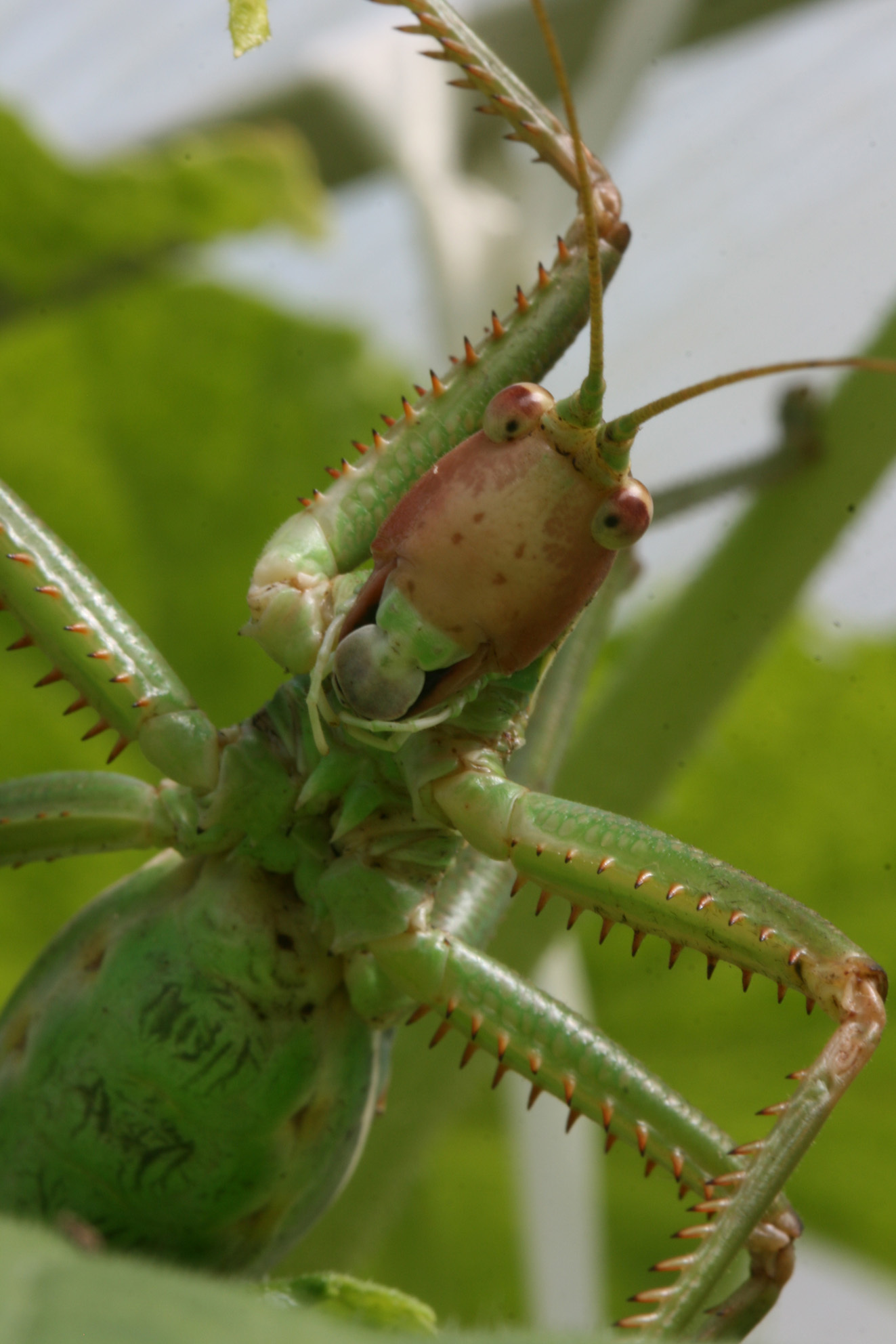 Saga natoliae Serville, 1838: 2012. female, ventro-frontal view (greenhouse). (Otu).