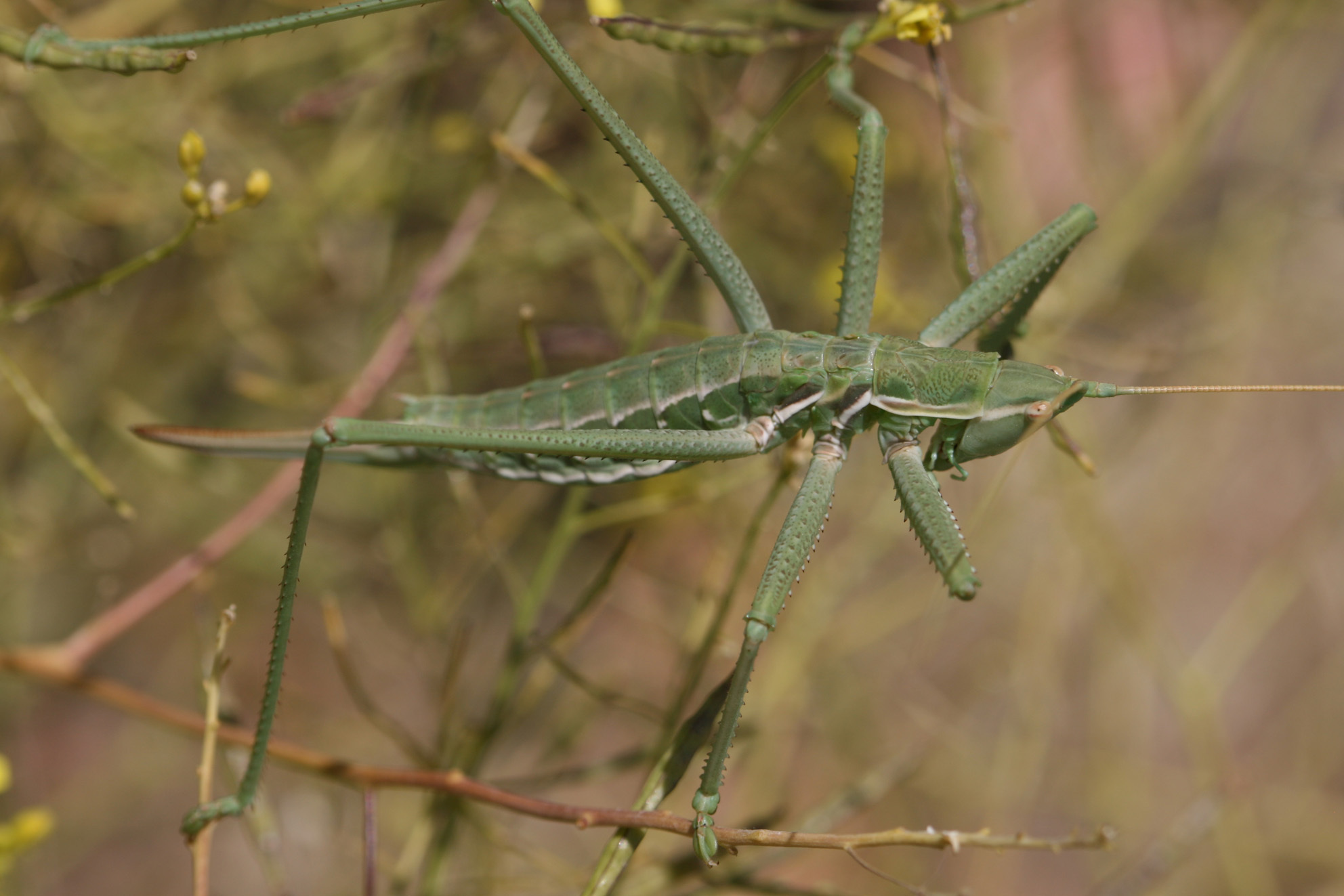 Saga cappadocica Werner, 1903: 2012. male (Turkey, Taurus Mountains, between Nevsehir and Adania, 1200 m). (Otu).