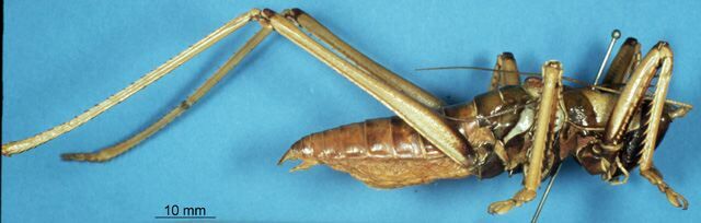 CollectionObject 1507160; bce0d701-d633-48ef-8b20-cd7fe5d3aa37: male, lateral view. (CollectionObject).