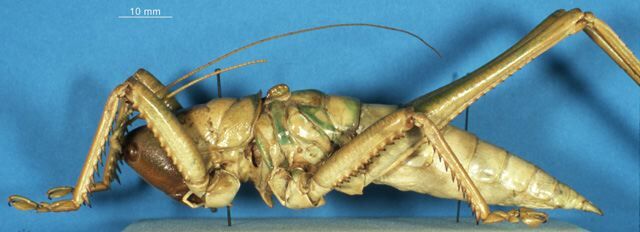 CollectionObject 1507163; fee5513c-fe9a-46f5-9a42-76eec17d9a38: male, lateral view. (CollectionObject).