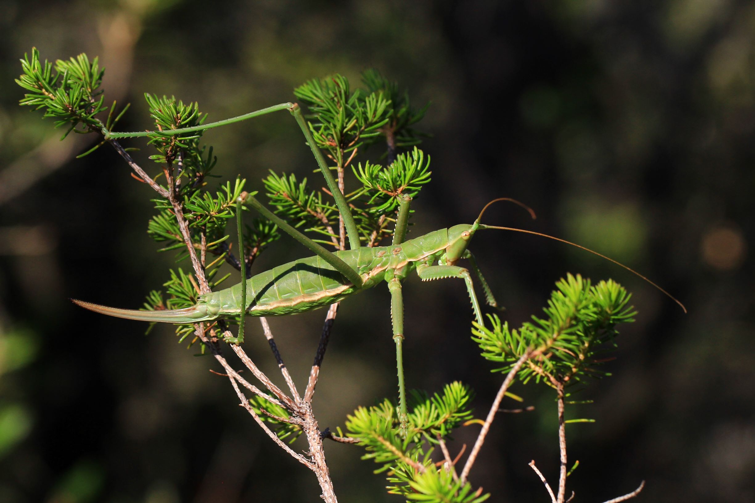 Pedo Orthoptera Species File - Saga pedo (Pallas, 1771)