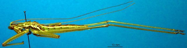 CollectionObject 1500449; 29c2d1f1-ac79-4a02-b84f-d3548f8b7d02: male, lateral view (holotype). (CollectionObject).