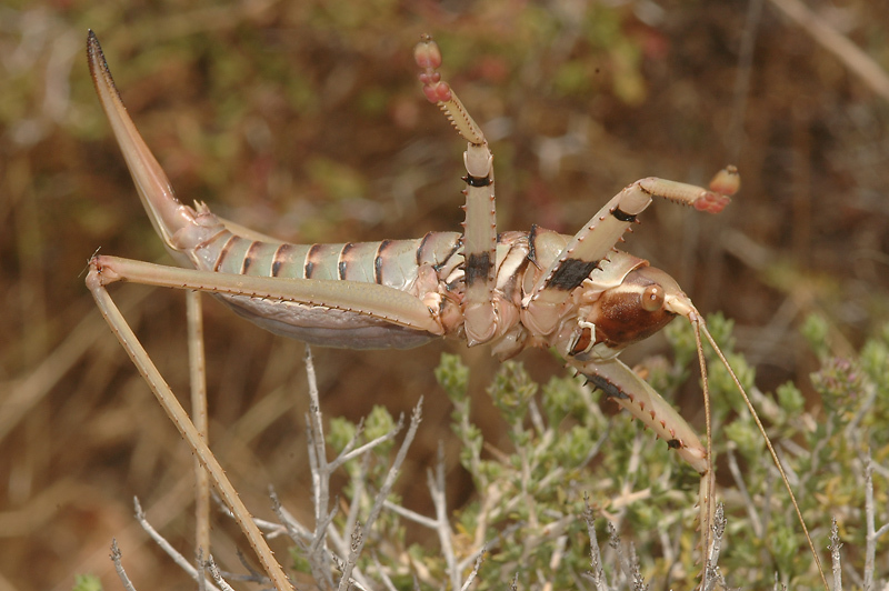 Saga rhodiensis Salfi, 1929: female from Greece (Archangelos, Rhodos, 1 June 2007). (Otu).
