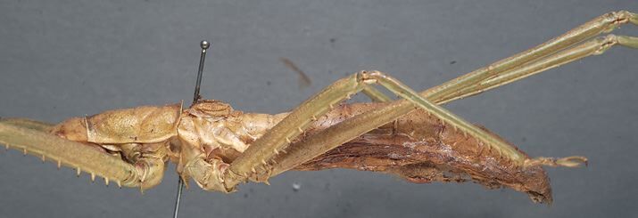 CollectionObject 1505802; 5564f725-6d97-4d6c-b67b-c1be875b0c3d: male, lateral view (syntype). (CollectionObject).;CollectionObject 1505803; 68535040-c91f-4a42-98d9-49ddeed1ce21: male, lateral view (syntype). (CollectionObject).