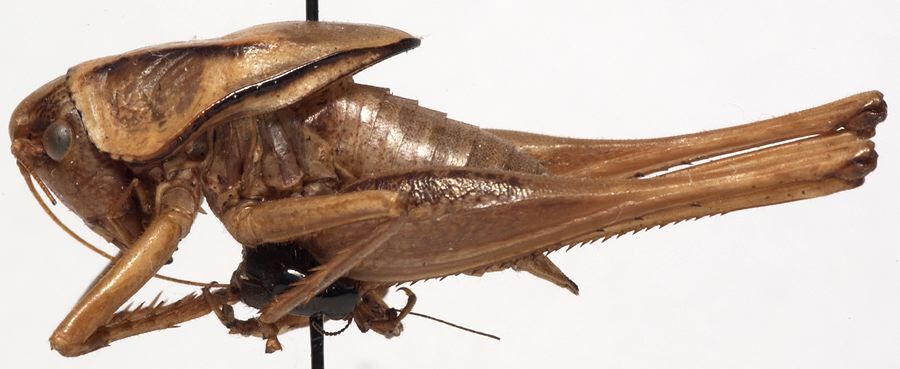 CollectionObject 1527265; a67f68f3-4285-4a41-a4cd-e7a71b7f070d: male, lateral view. (CollectionObject).