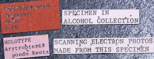 CollectionObject 1526959; aa1d8ac1-720f-404c-99c9-b22f62d0cea4: labels (holotype). (CollectionObject).