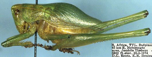 Thoracistus jambila Rentz, 1988: male, lateral view (paratype). (Otu).