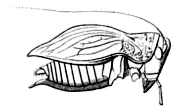 Thoracistus peringueyi Pictet, 1888: Pg.82, Pl.2, Fig. 21. male, lateral view, body length 20, pronotum 18 mm. (Otu).