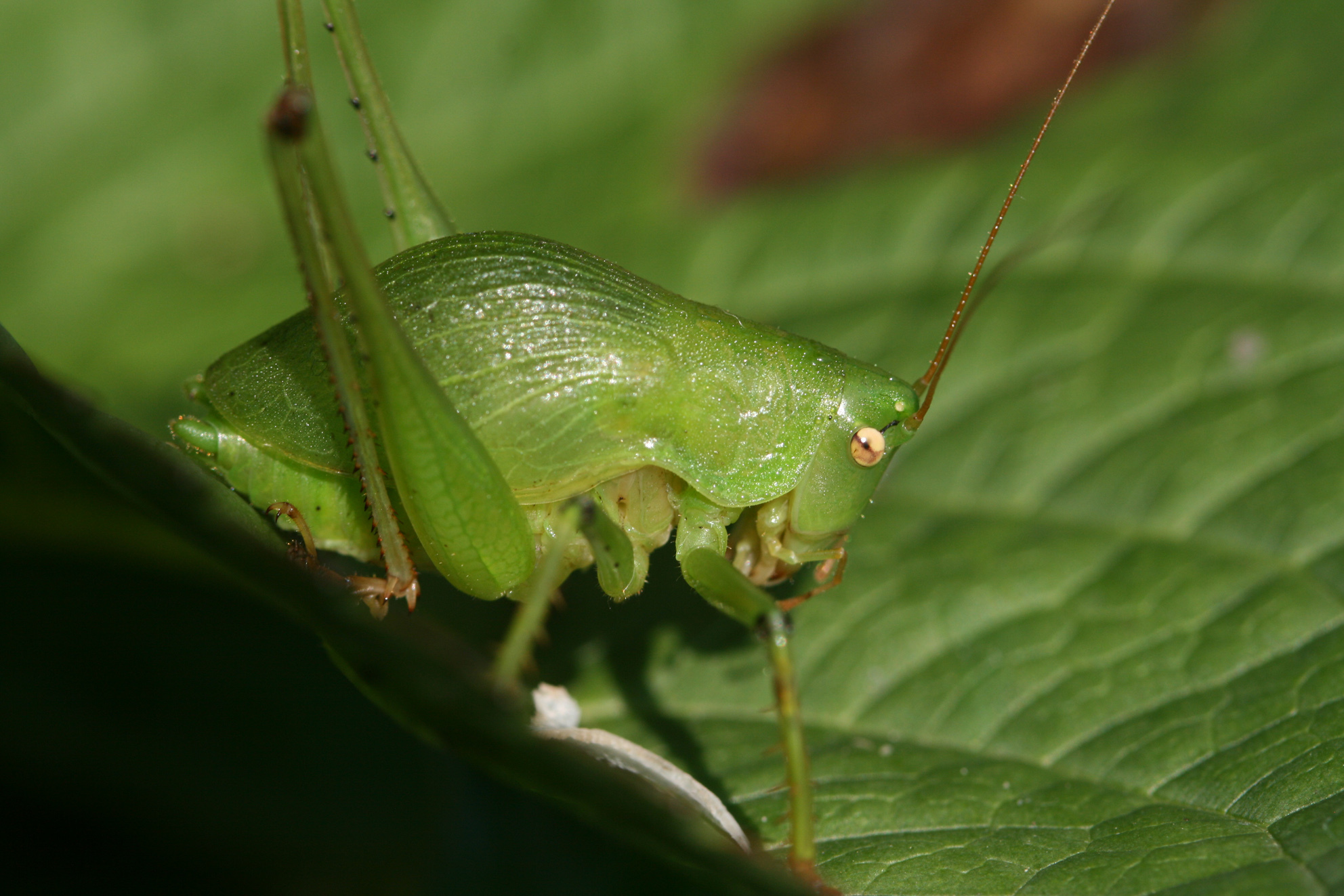 Thoracistus thyraeus Rentz, 1988: 2014. male (Kwa Zulu Natal, Karkloof, swamp). (Otu).