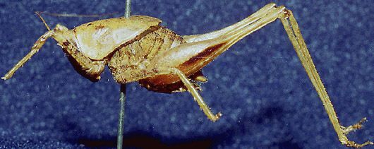 CollectionObject 1537697; e05c1b29-2a7a-4d99-9561-0adda41fdc75: male, lateral view (holotype). (CollectionObject).