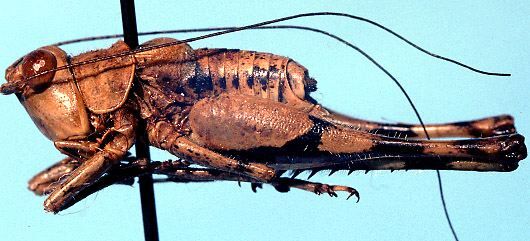 CollectionObject 1499305; a42378cc-27b3-4cfe-9836-04226b3f27ad: male, lateral view (holotype). (CollectionObject).