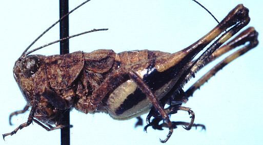 CollectionObject 1522378; cac1ed6e-69d6-45c3-aa09-06a46344ca7c: male, lateral view (holotype). (CollectionObject).