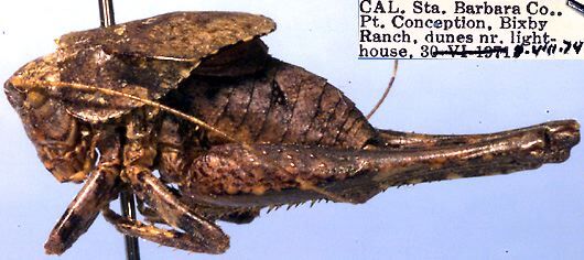 Aglaothorax constrictans (Rentz & Weissman, 1981): male, lateral view (paratype). (Otu).