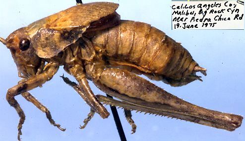 Aglaothorax malibu (Rentz & Weissman, 1981): male, lateral view (paratype). (Otu).