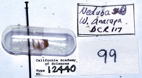 Aglaothorax islandicus (Rentz & Weissman, 1981): labels (paratype?). (Otu).
