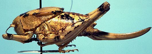 Aglaothorax armiger Rehn & Hebard, 1920: female, lateral view (allotype). (Otu).