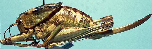 Aglaothorax giganteus (Rentz & Birchim, 1968): female (allotype). (Otu).