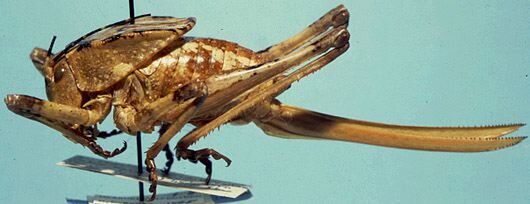 Aglaothorax longicauda (Rentz & Birchim, 1968): female, lateral view (allotype). (Otu).