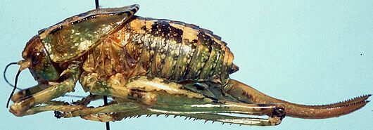 Aglaothorax tinkhamorum Rentz & Birchim, 1968: female (allotype). (Otu).