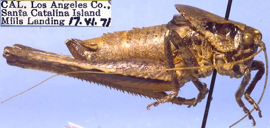 Neduba propsti Rentz & Weissman, 1981: male, lateral view (paratype). (Otu).