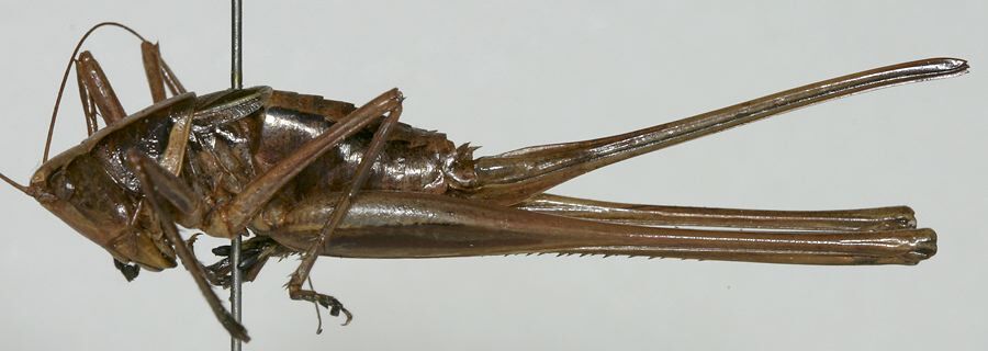 Antipodectes monteithi Rentz, 1985: female habitus, lateral view (paratype). (Otu).