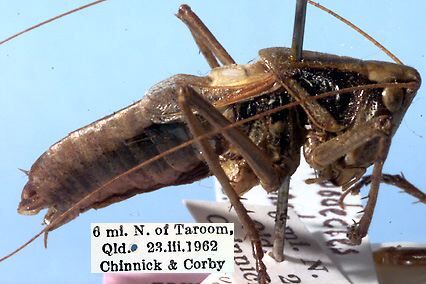 CollectionObject 1504096; 3d4fa041-837d-4b7c-8ac8-e7016b10be4e: male (holotype). (CollectionObject).