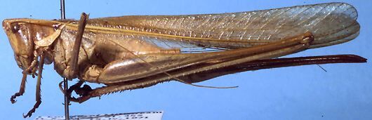 Antipodectes brevicaudus Rentz, 1985: female, lateral view (paratype). (Otu).