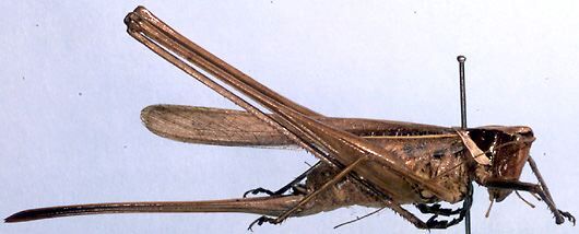 Antipodectes graminicolus Rentz, 1985: female (paratype). (Otu).