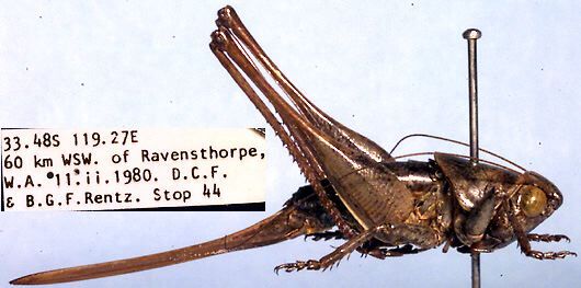 Dexerra acanthiterga Rentz, 1985: female, lateral view (paratype). (Otu).