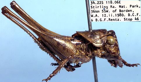 Dexerra serrata Rentz, 1985: male, lateral view (paratype). (Otu).