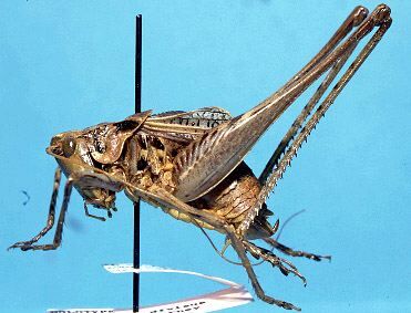 CollectionObject 1499311; 07fd111a-de91-4cf8-a6f1-19061cfd554f: male, lateral view (holotype). (CollectionObject).