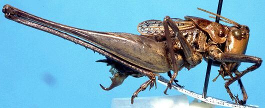 CollectionObject 1499312; 25010166-abb4-4307-b710-313c2725bbe9: male, lateral view (holotype). (CollectionObject).