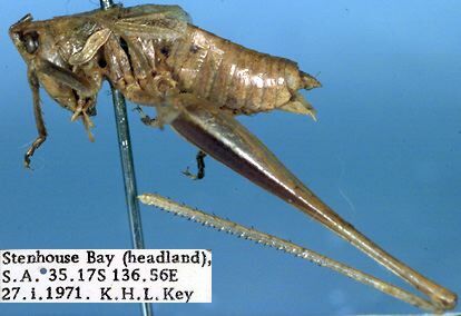 Glenbalodectes narranga Rentz, 1985: male (paratype). (Otu).