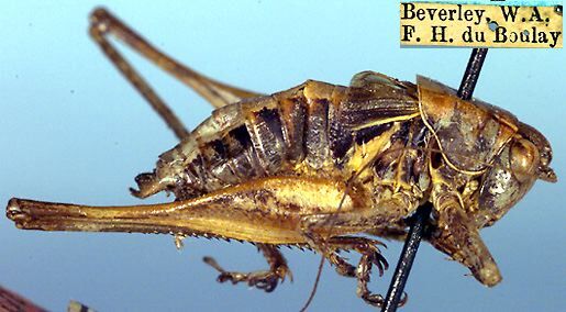 Ixalodectes flectocercus Rentz, 1985: male, lateral view (paratype). (Otu).