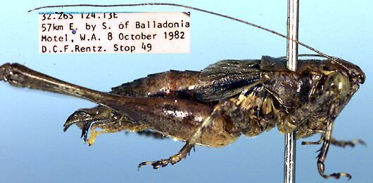Ixalodectes megacercus Rentz, 1985: male (paratype). (Otu).