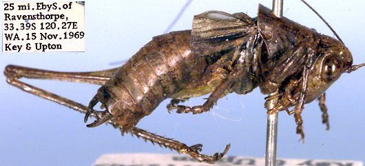 Ixalodectes uptoni Rentz, 1985: male (paratype). (Otu).