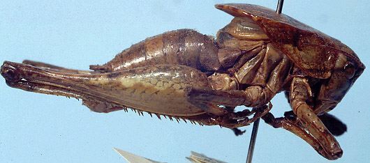 CollectionObject 1522399; 8ad30aca-a3fd-4177-9b61-90bc21373e87: male, lateral view (holotype). (CollectionObject).