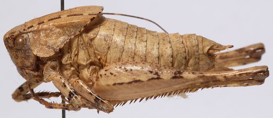 CollectionObject 1527082; f9e9b23b-3eb5-467b-a365-1e736daebbed: male, lateral view (holotype). (CollectionObject).