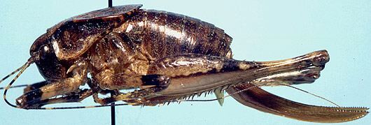 Neduba macneilli Rentz & Birchim, 1968: female, lateral view (allotype). (Otu).