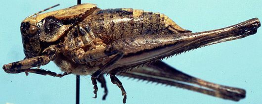 CollectionObject 1522402; dc54df99-3eff-4165-ad06-04536f75b210: male, lateral view (holotype). (CollectionObject).